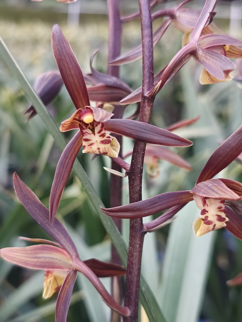 A金边墨兰企黑爪墨兰浓香（原盆原土发货）