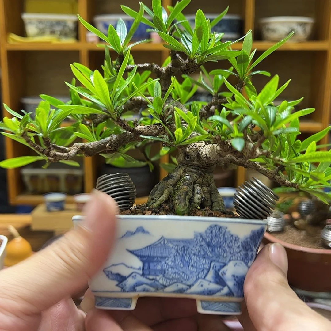 月香盆矮霸栀子花