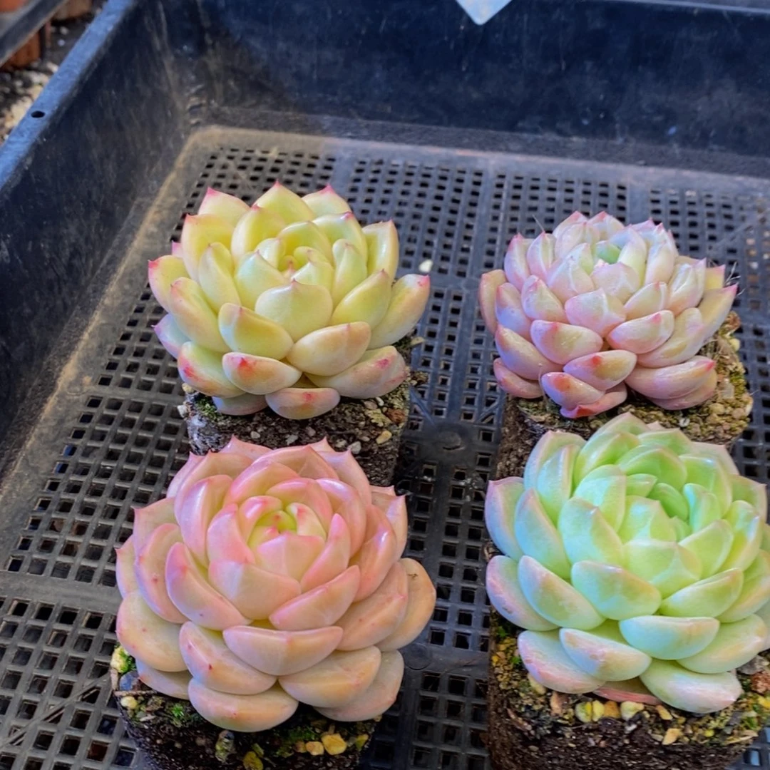 571多肉植物保护研究所所长助理