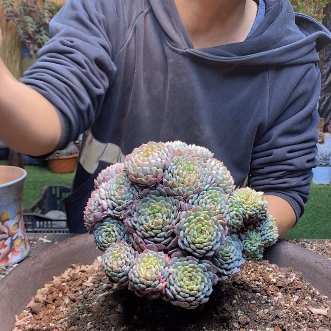 ゛****メC96 号白胖子多肉