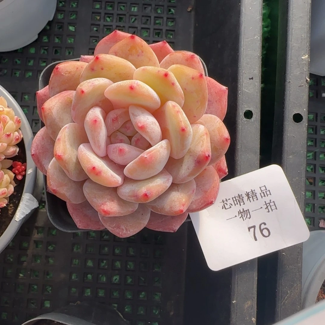 闪购精品多肉76号