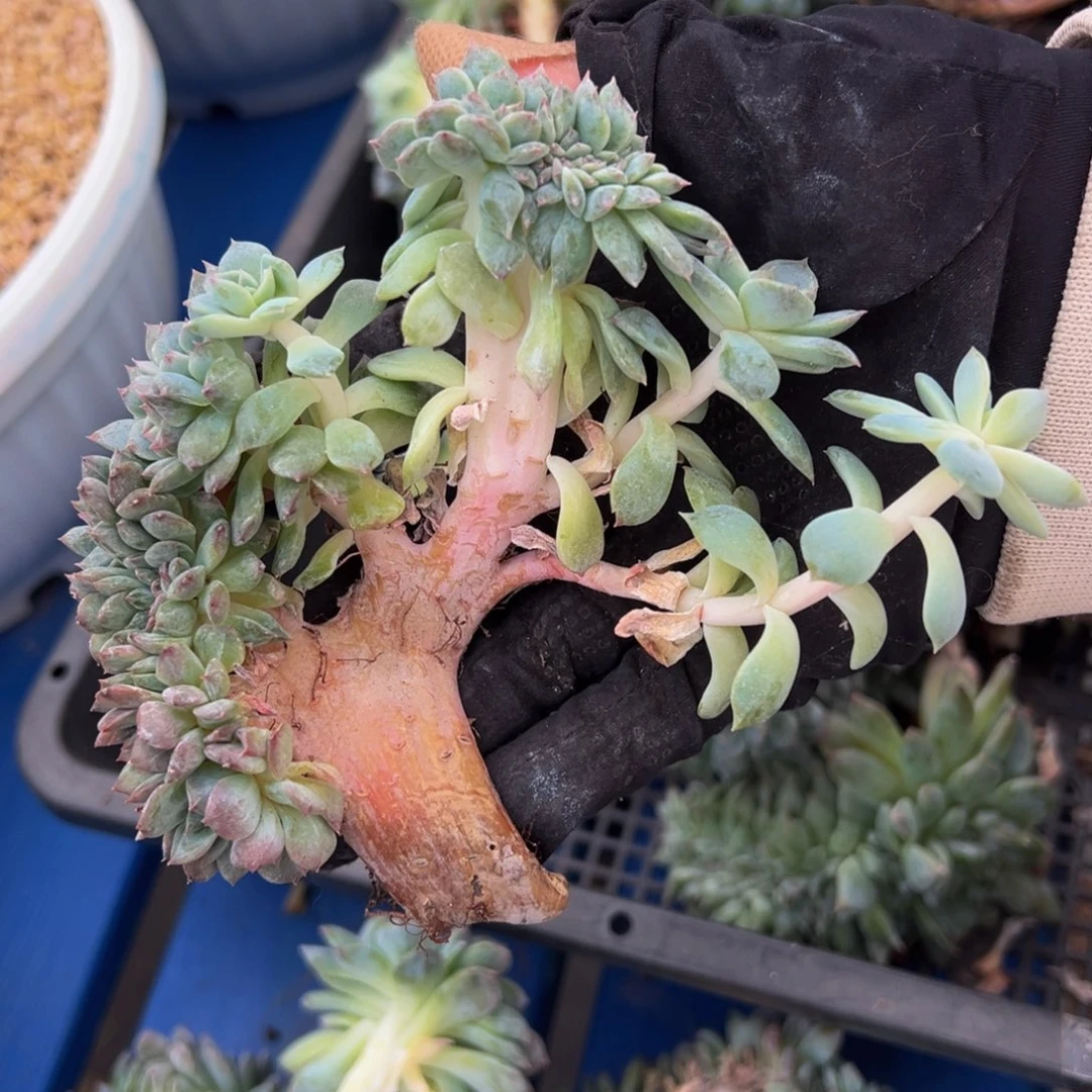 紫心琥珀缀 天天开心