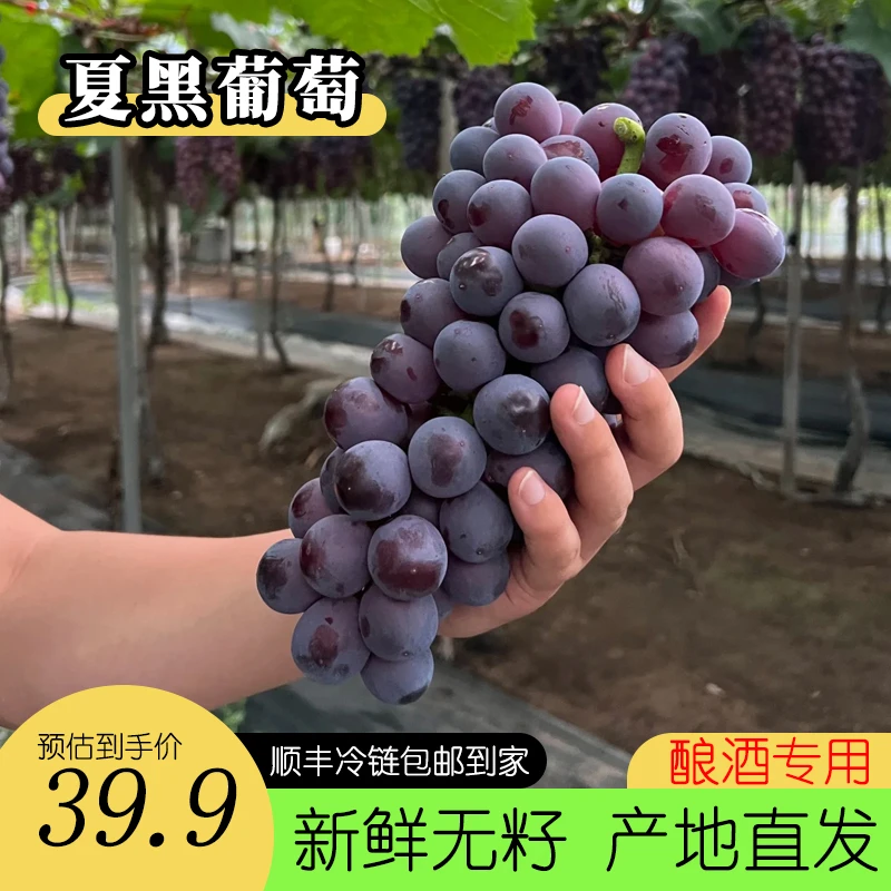 【顺丰冷链包邮】夏黑无籽葡萄中果当季新鲜现摘果园直发脆爽甘甜