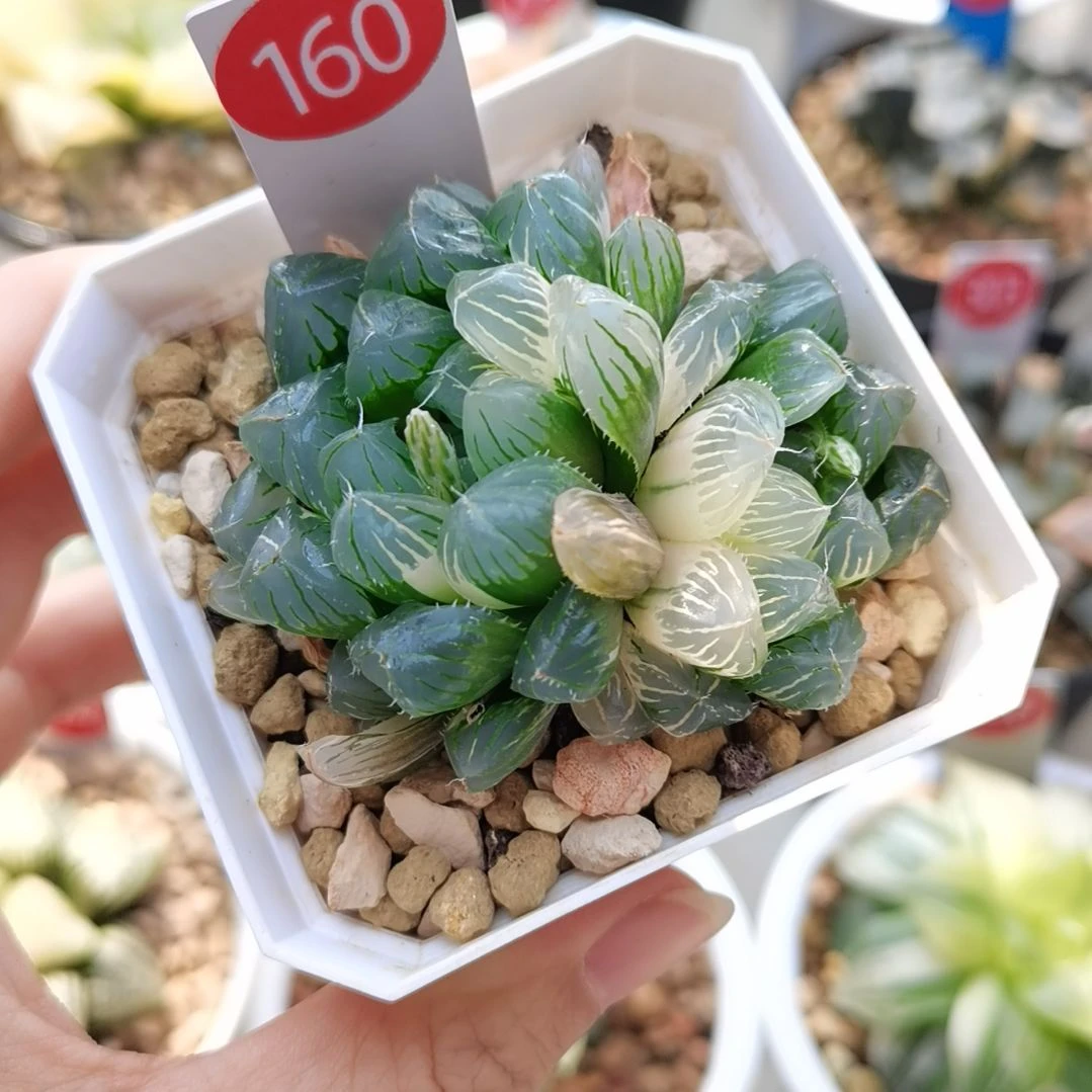 160号花翼玉露锦一物一拍带盆土发货