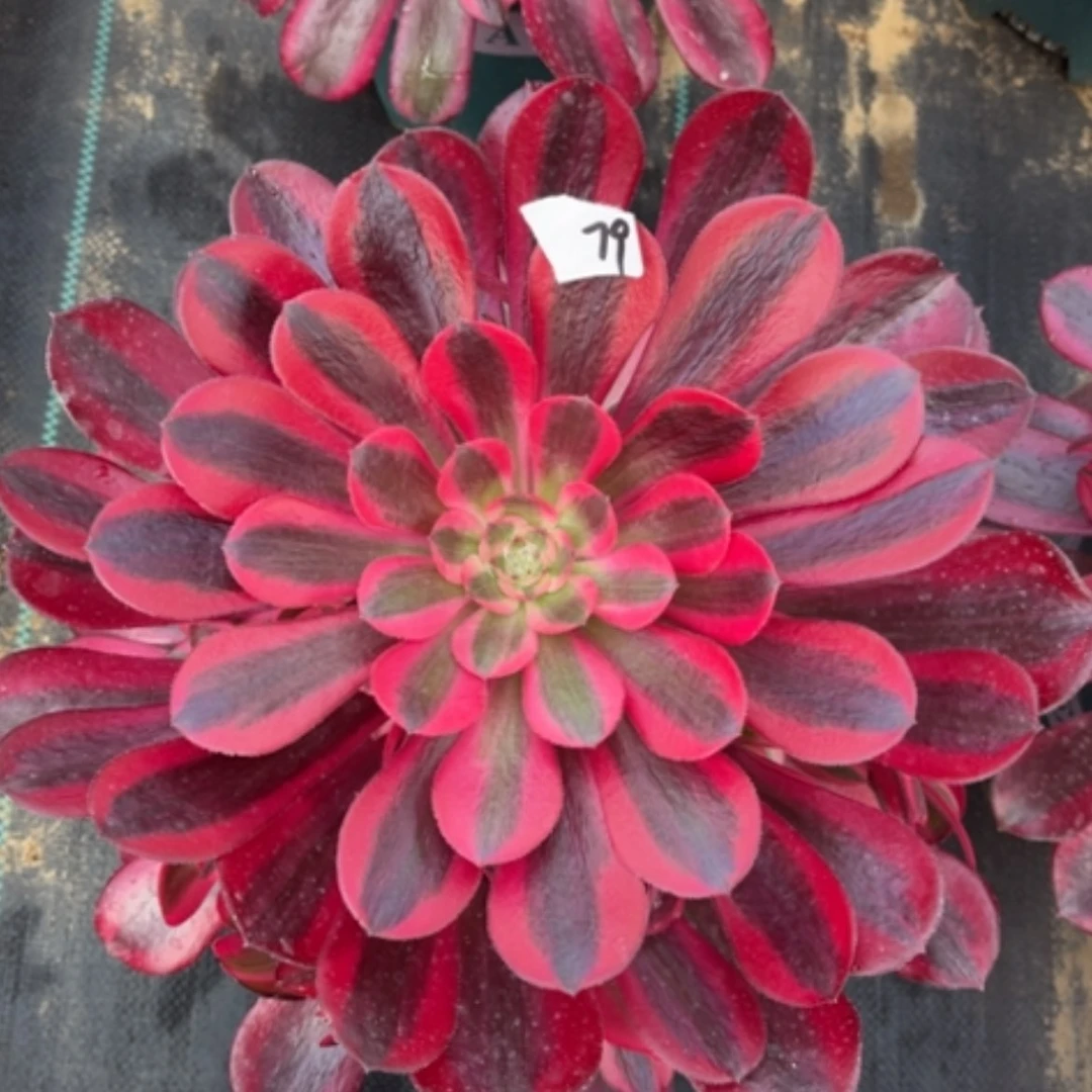 【闪购商品】79美杜莎多肉法师