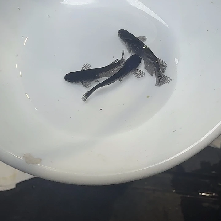 青鳉鱼65号拍品大蛇