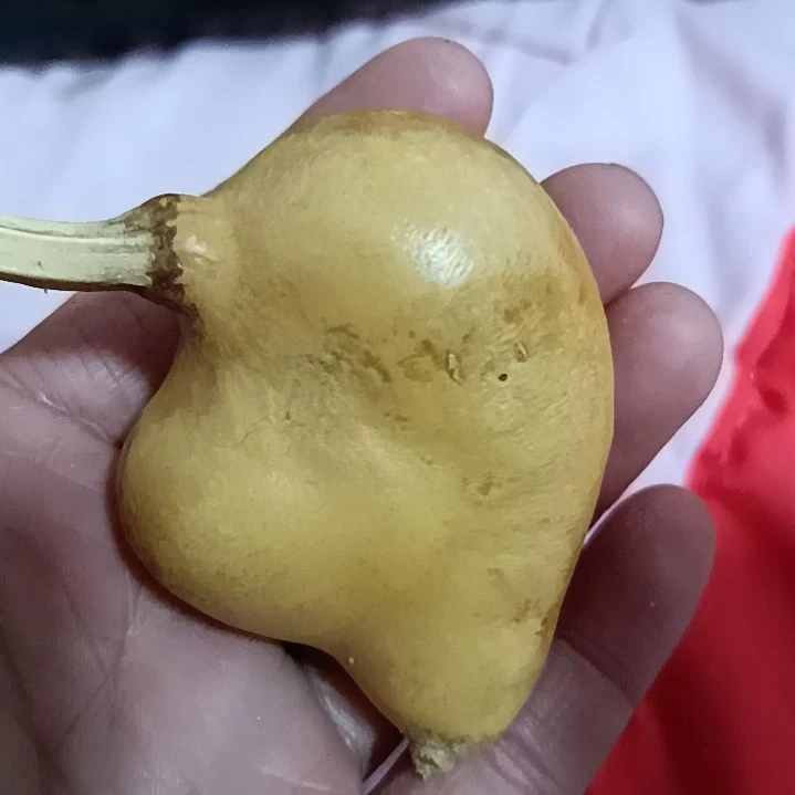 西****?葫芦葫芦葫芦葫芦葫芦