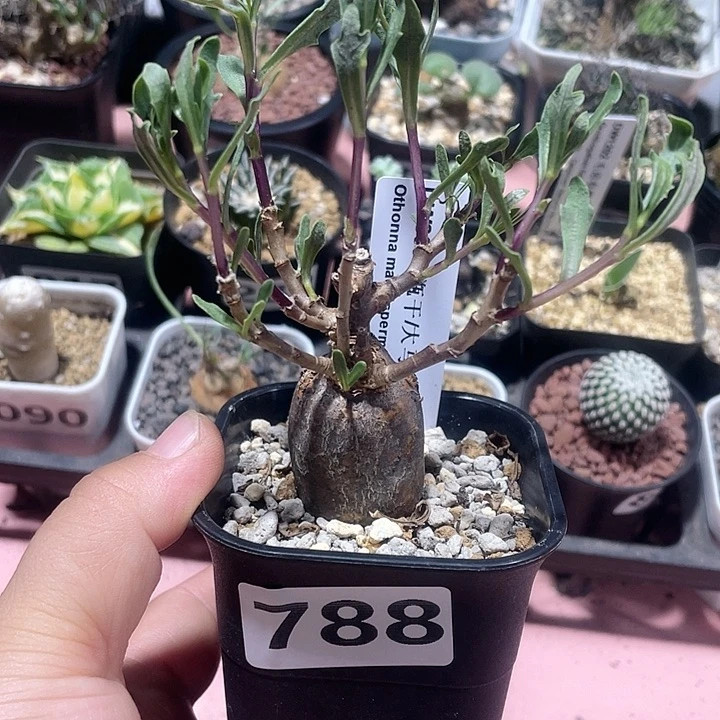 788产地瓶干厚墩菊块根