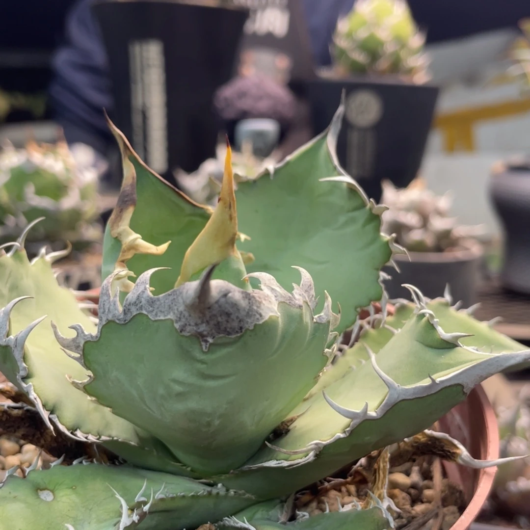 野二10101010101010