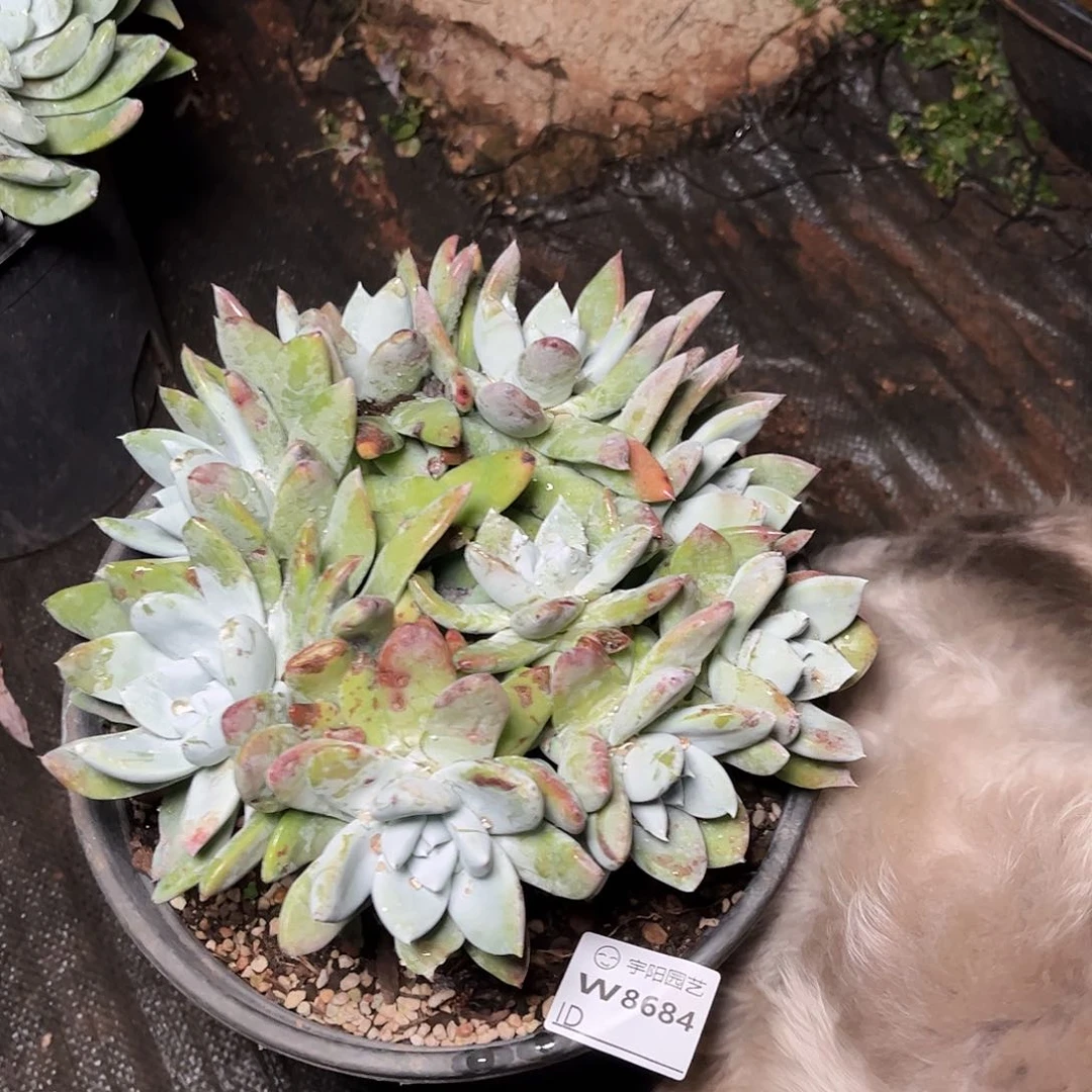 8694帕翠啥仙女杯多肉
