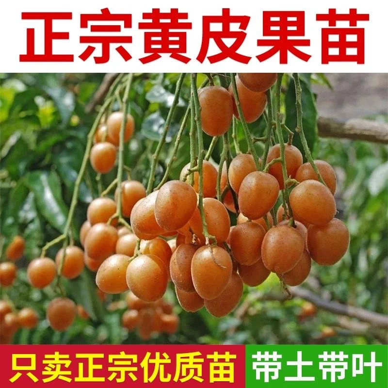 正宗黑金刚黄皮果树嫁接苗南方种植水果树苗庭院盆栽地栽当年结果
