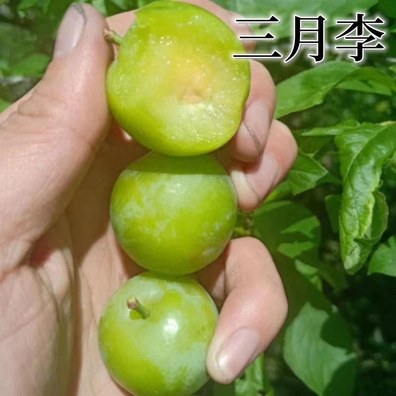 三月李子新鲜青李子酸脆酸嘢腌制现货新鲜李子云南一整箱
