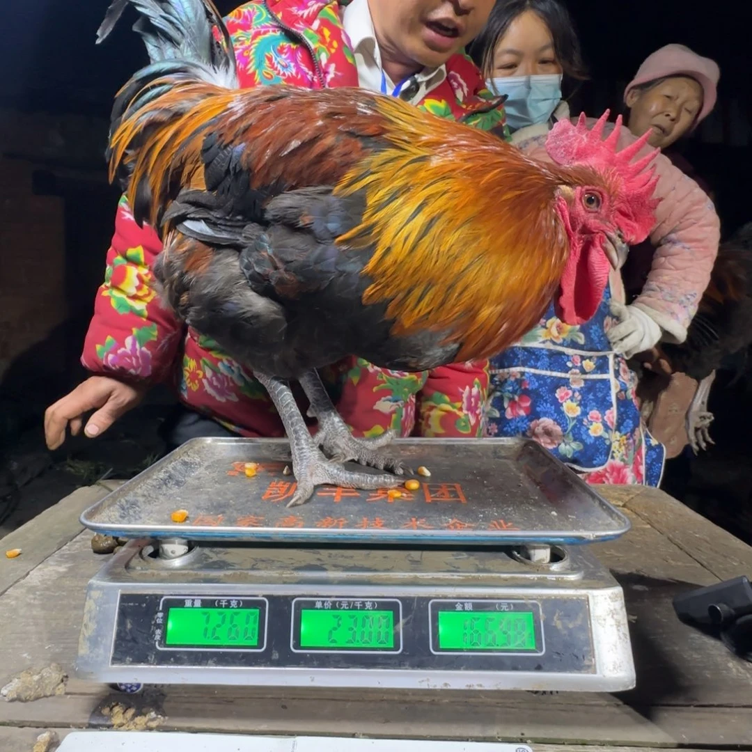红瑶鸡农村土鸡680254