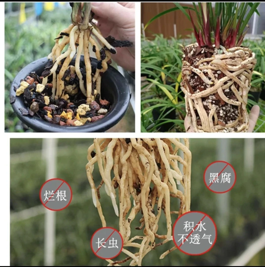 兰花四合一植料 疏松滤水保湿 容易养出水晶根