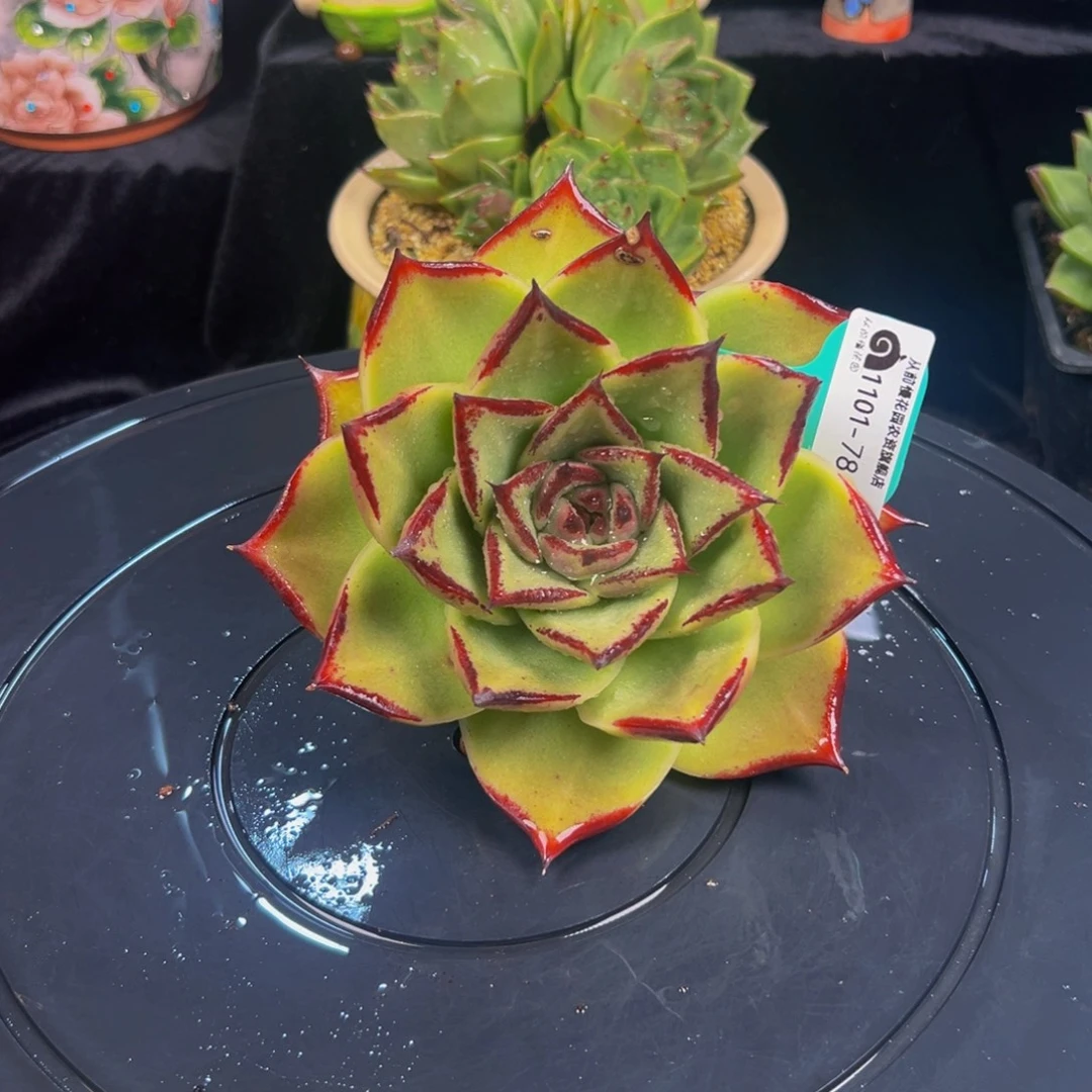 从前慢慢多肉编号1101-78