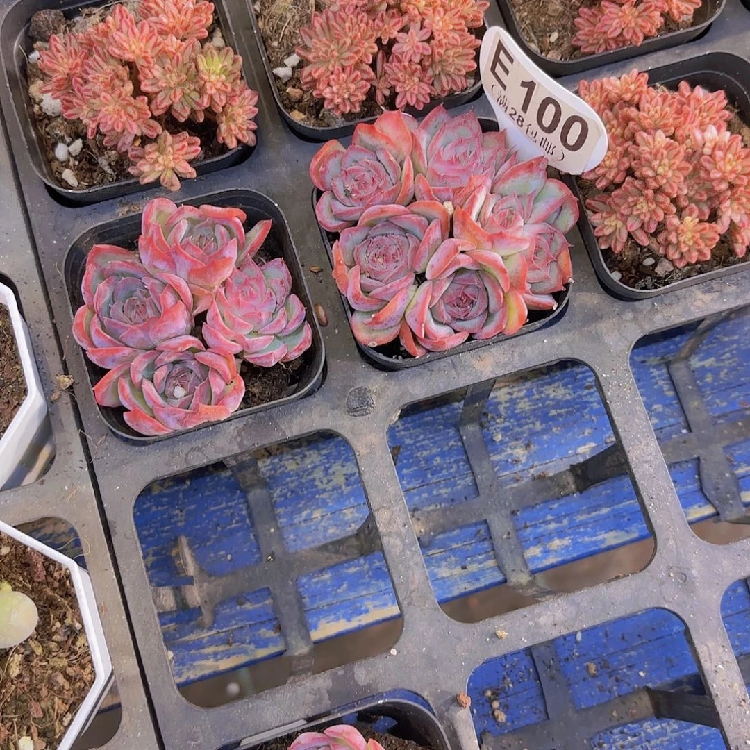 蛋***织E100两颗侧影一物一拍