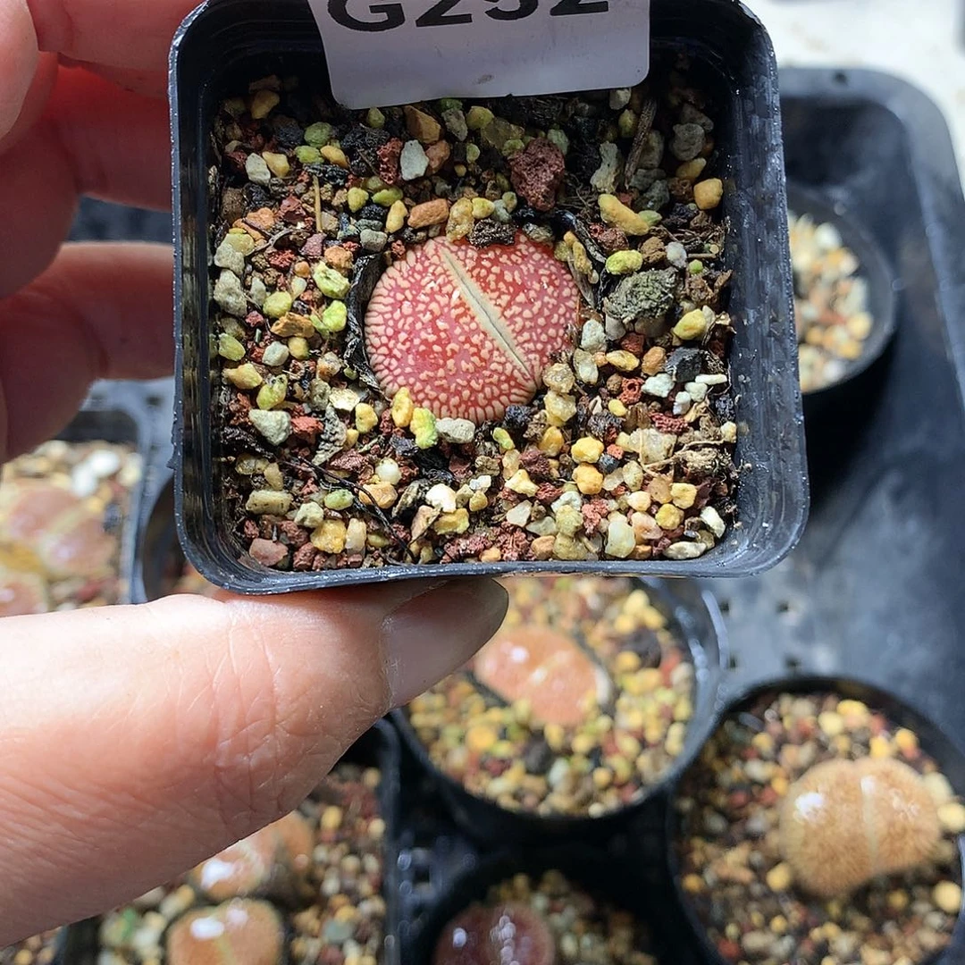 瓶**鱼G252多肉植物保护