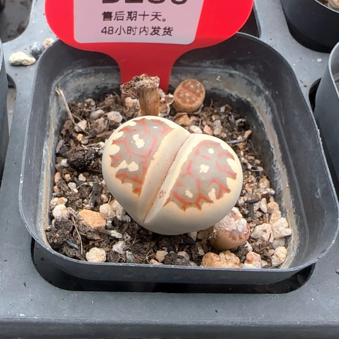 卿***岚福利。 286。