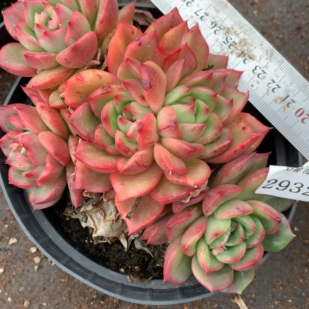 2932杂交多肉老桩