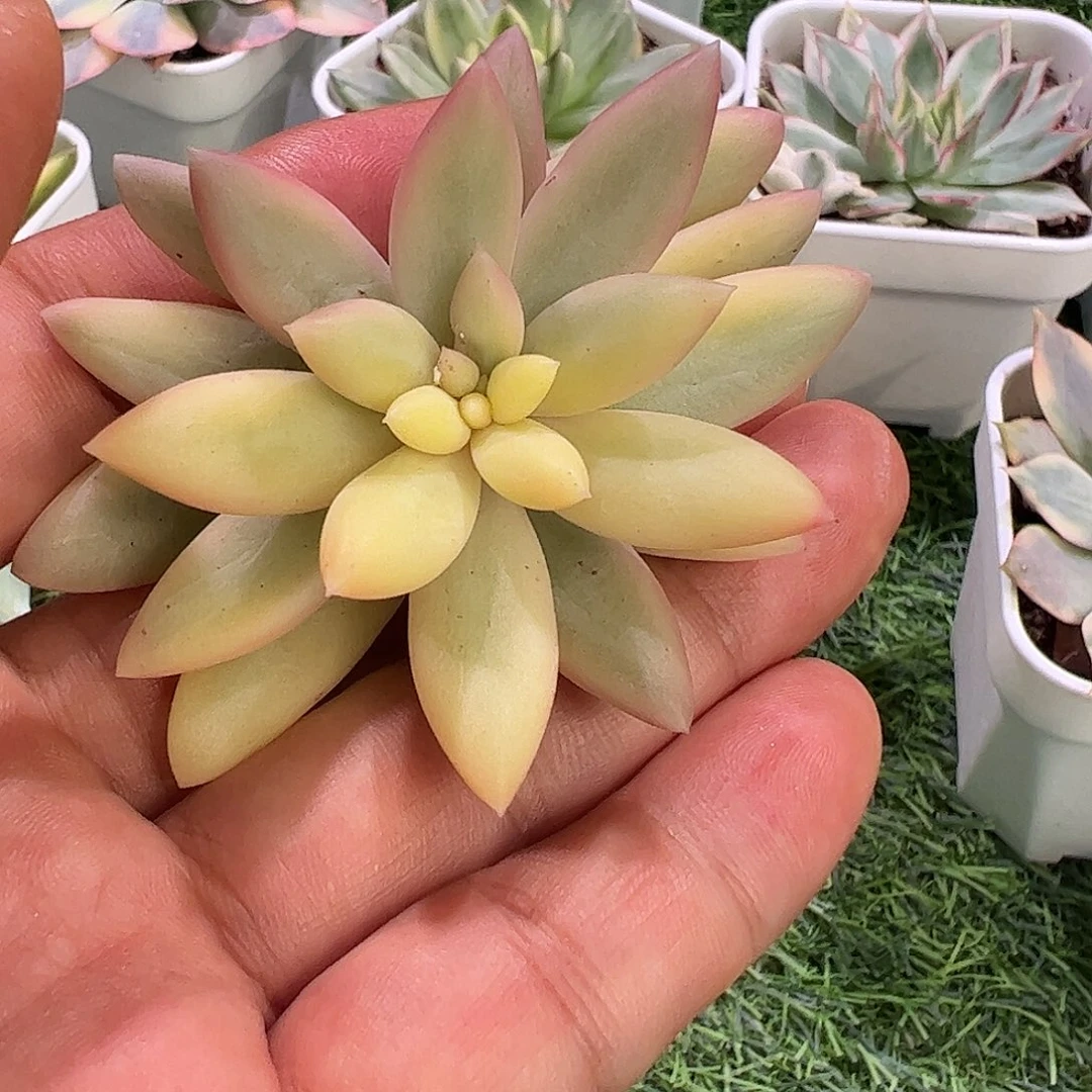 无***言多肉植物多肉植物