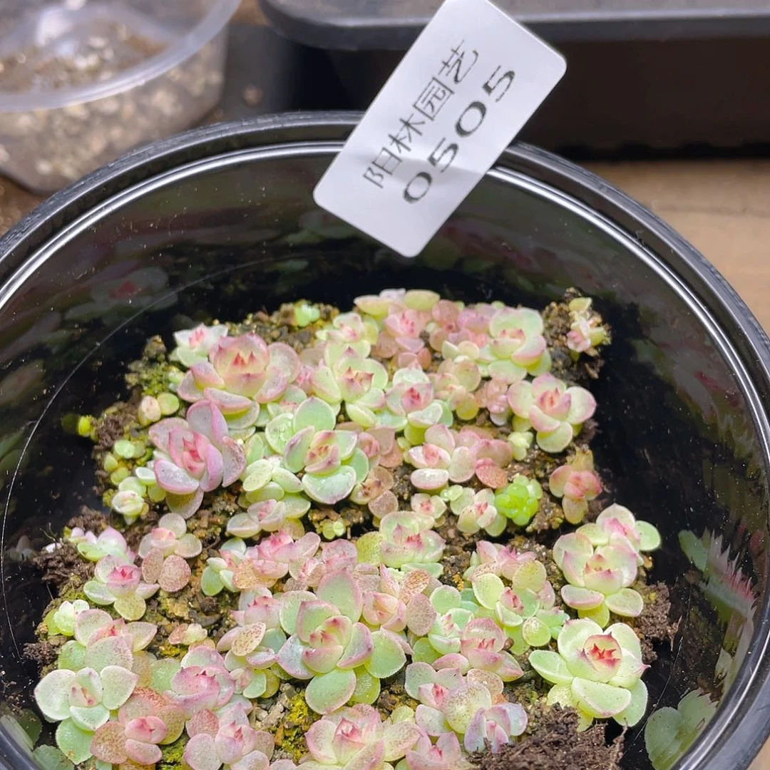 多肉植物多肉植物505