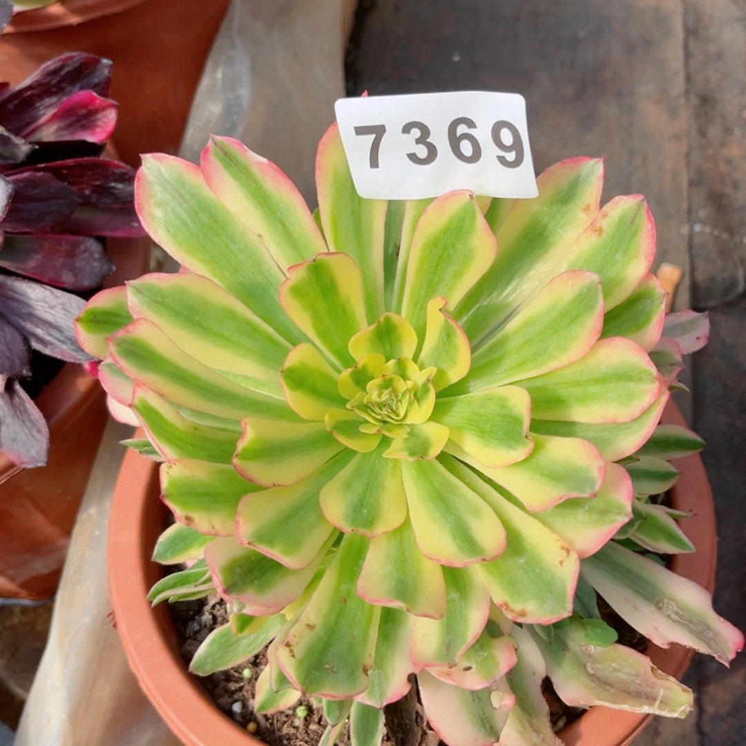 粉钻多肉发货发货