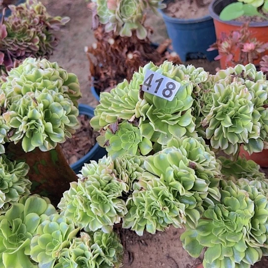一***往多肉植物一个缺枝绿豆沙