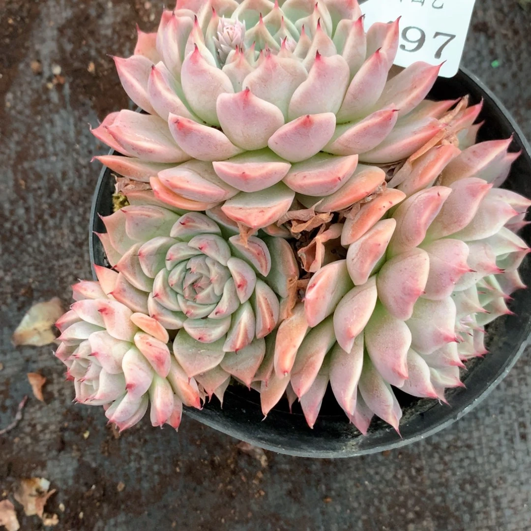 墨***颜4497杂交多肉植物