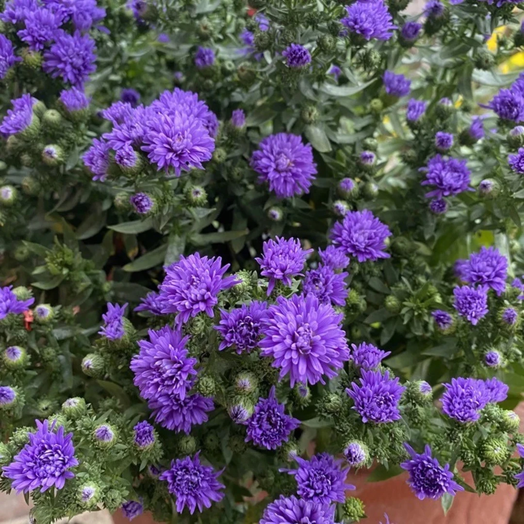 重瓣紫菀盆栽耐热耐寒四季开花好养阳台庭院绿植花卉