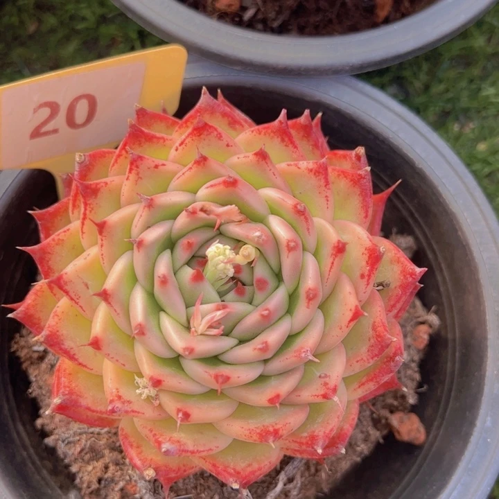 健健康康平平安安