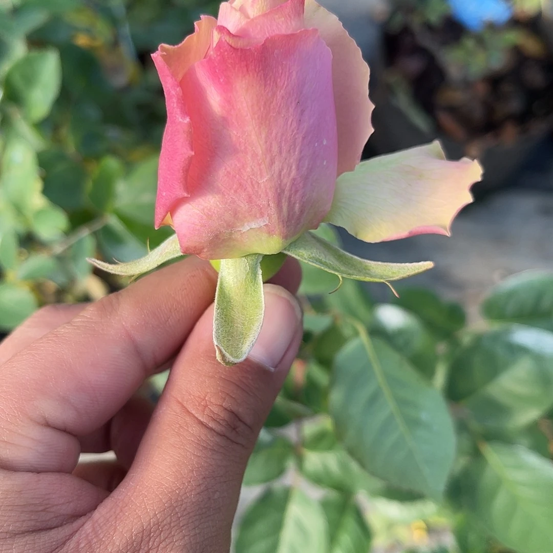 无花朵——-桃花源 福利款