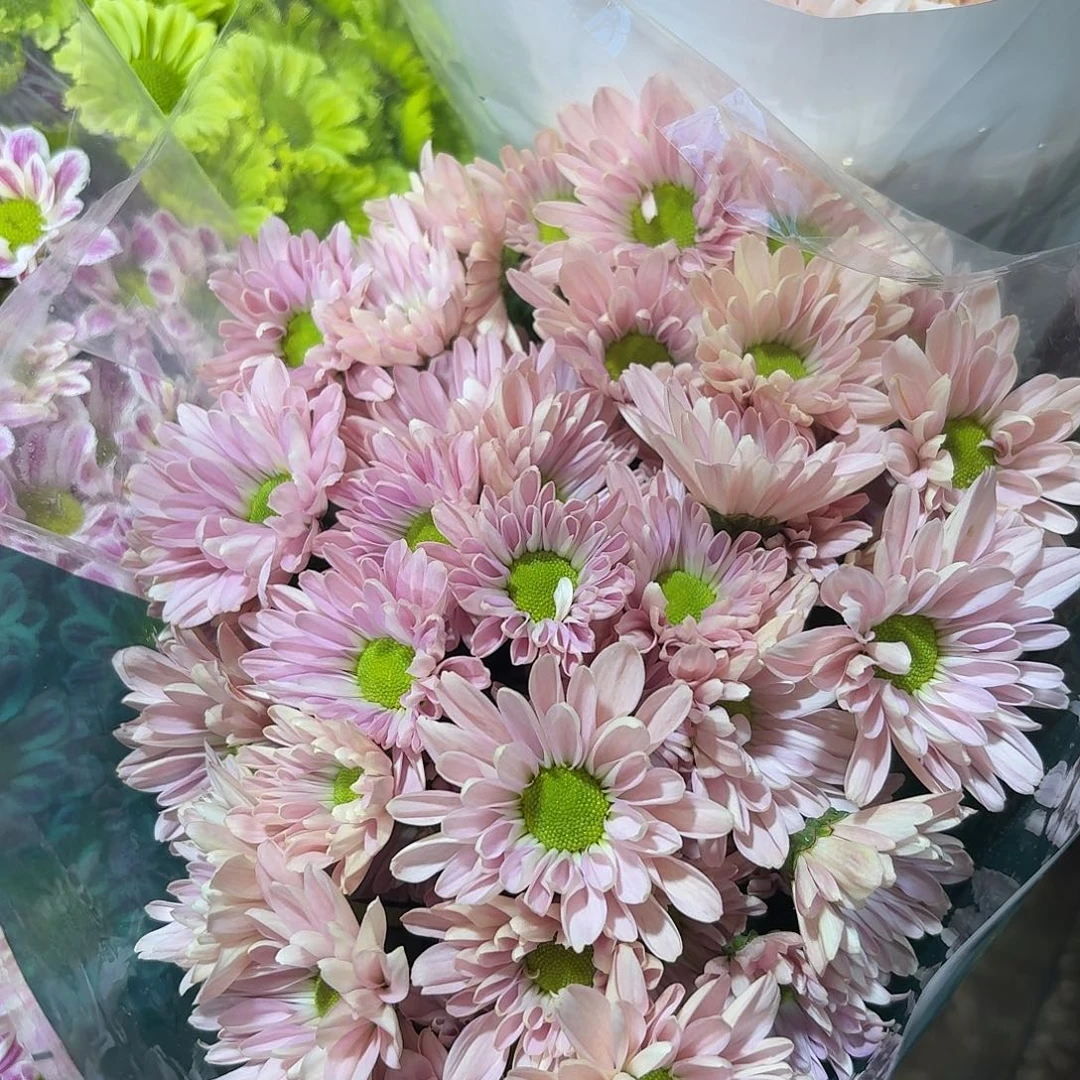 海南 花努力 粉盈盈小菊10支