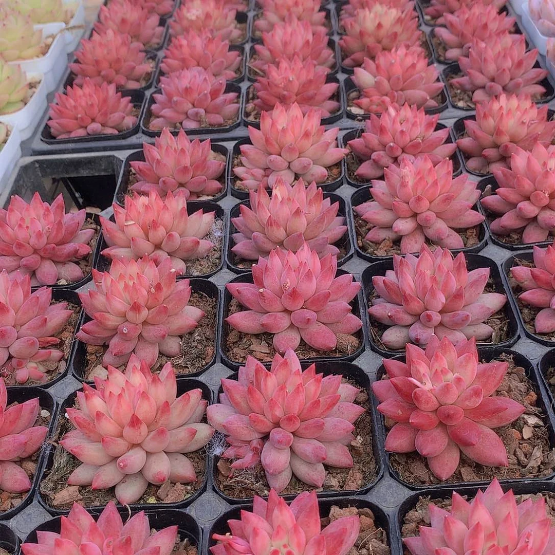 虞美人2456789900000