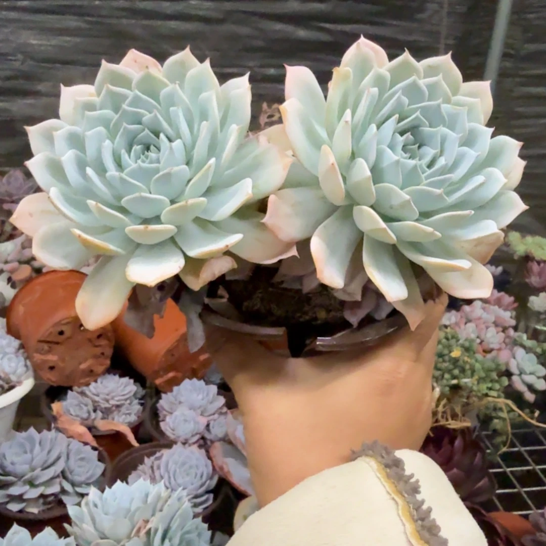 薄叶蓝鸟控养双头起发