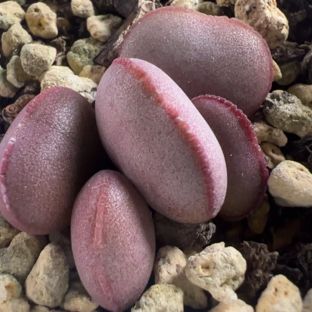 白肌红蛋多肉植物水泡