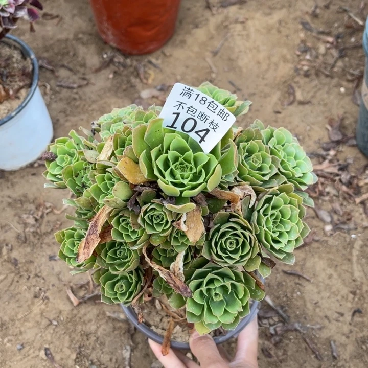 104绿玫瑰手捧1号棚