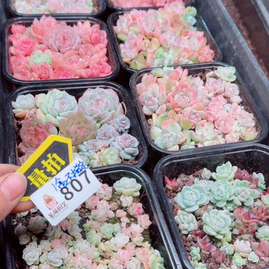 多肉植物多肉植物