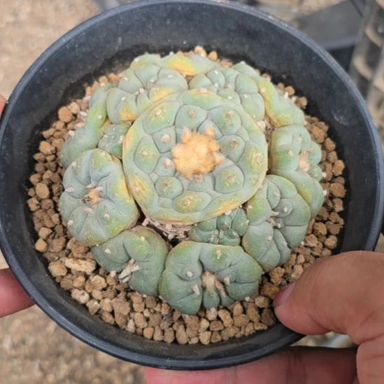 落地自根海鲜，尺寸9_.公分