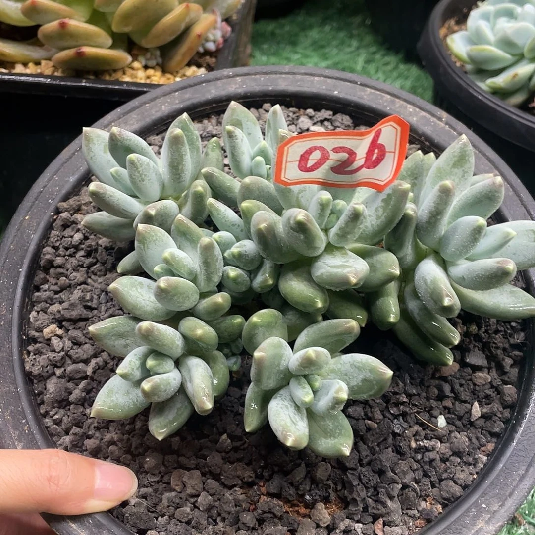 026一物一一拍一拍