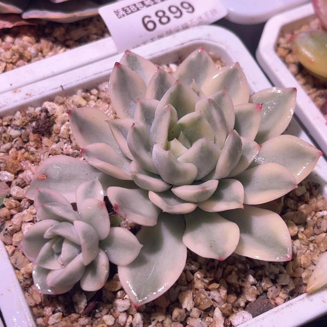 多肉特价月亮仙子锦6948