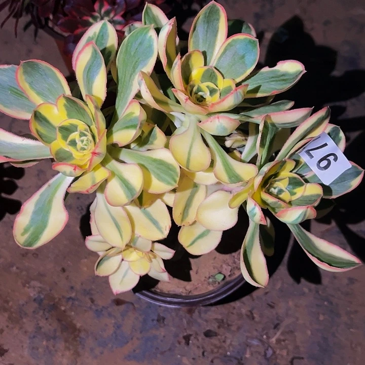 977燕姿超白多肉植物处理不售后砍头丛林