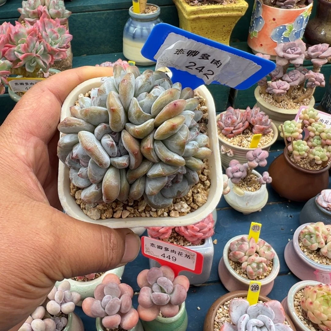 242星影老桩6头无路