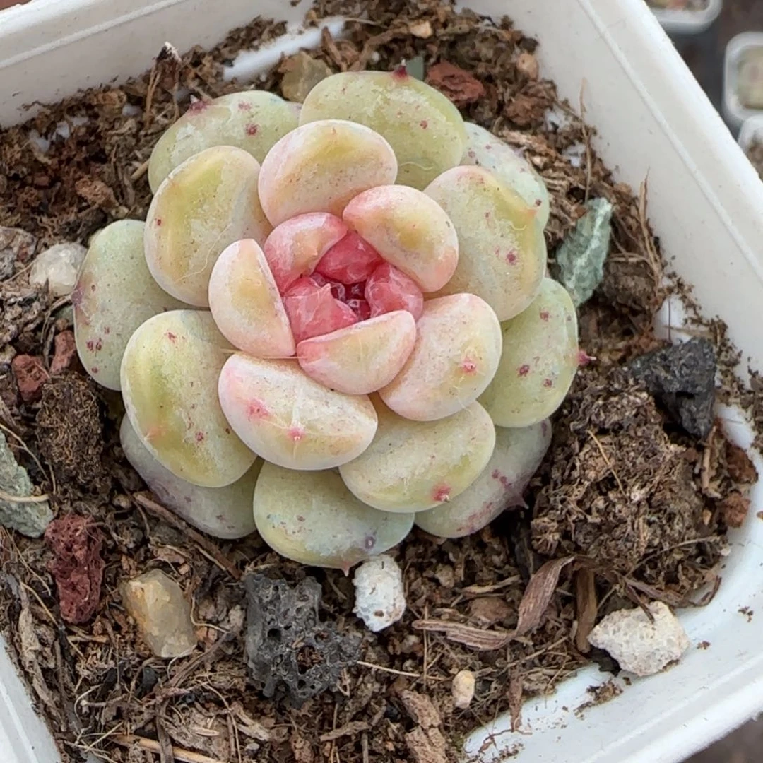 多肉小卡拉米糖心一物一拍