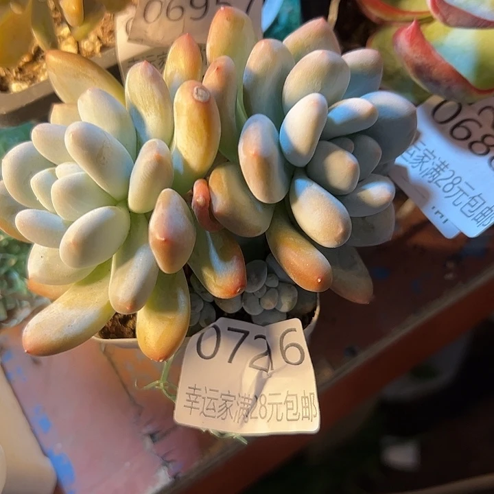 幸运的是我还没遇到你幸运