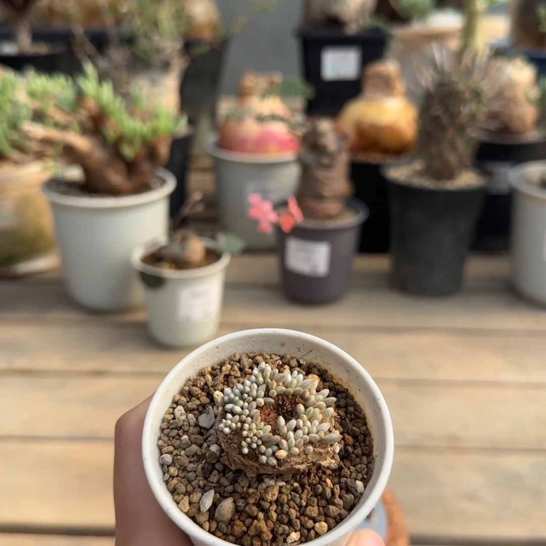 178韧锦不带盆发货