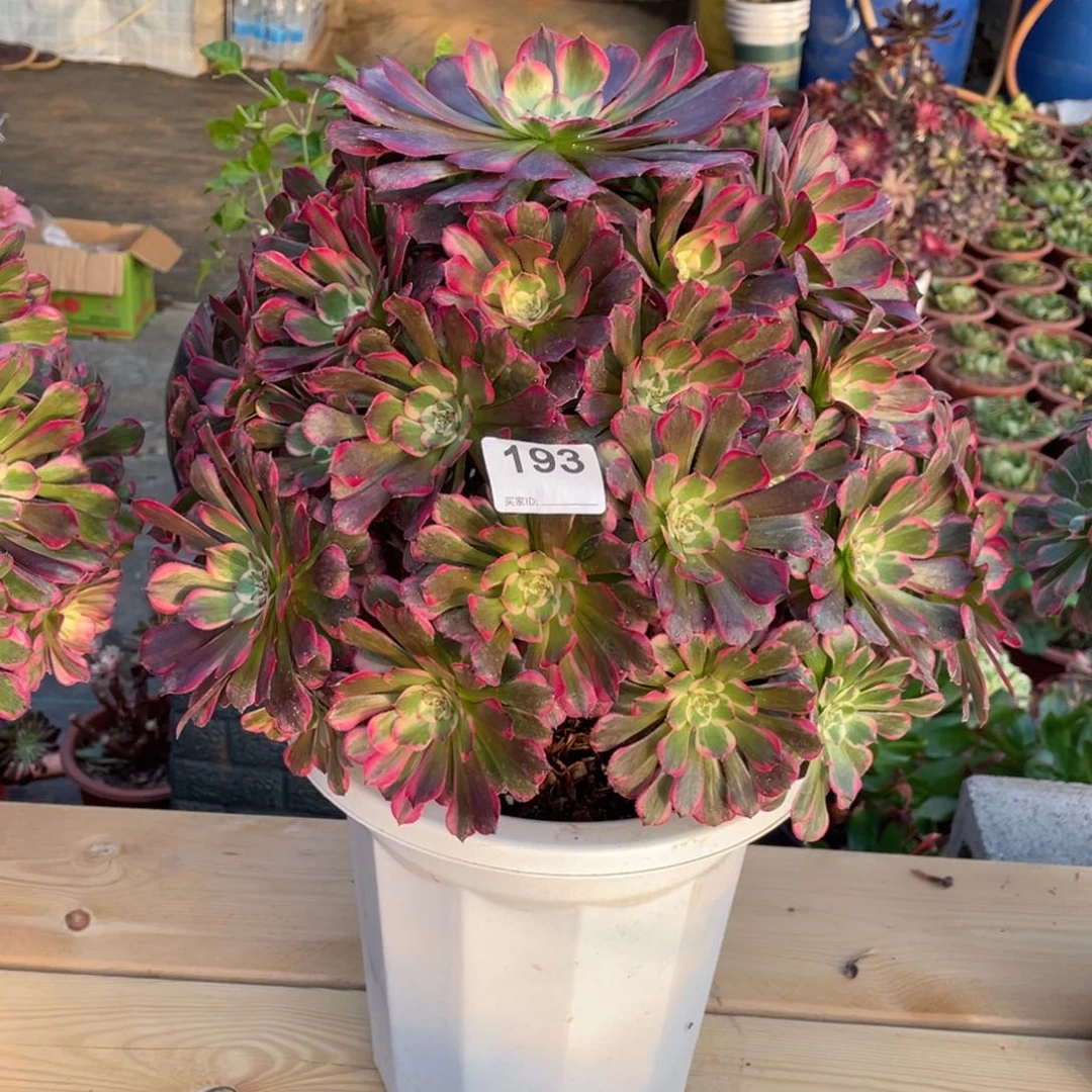 霁月多肉植物老桩