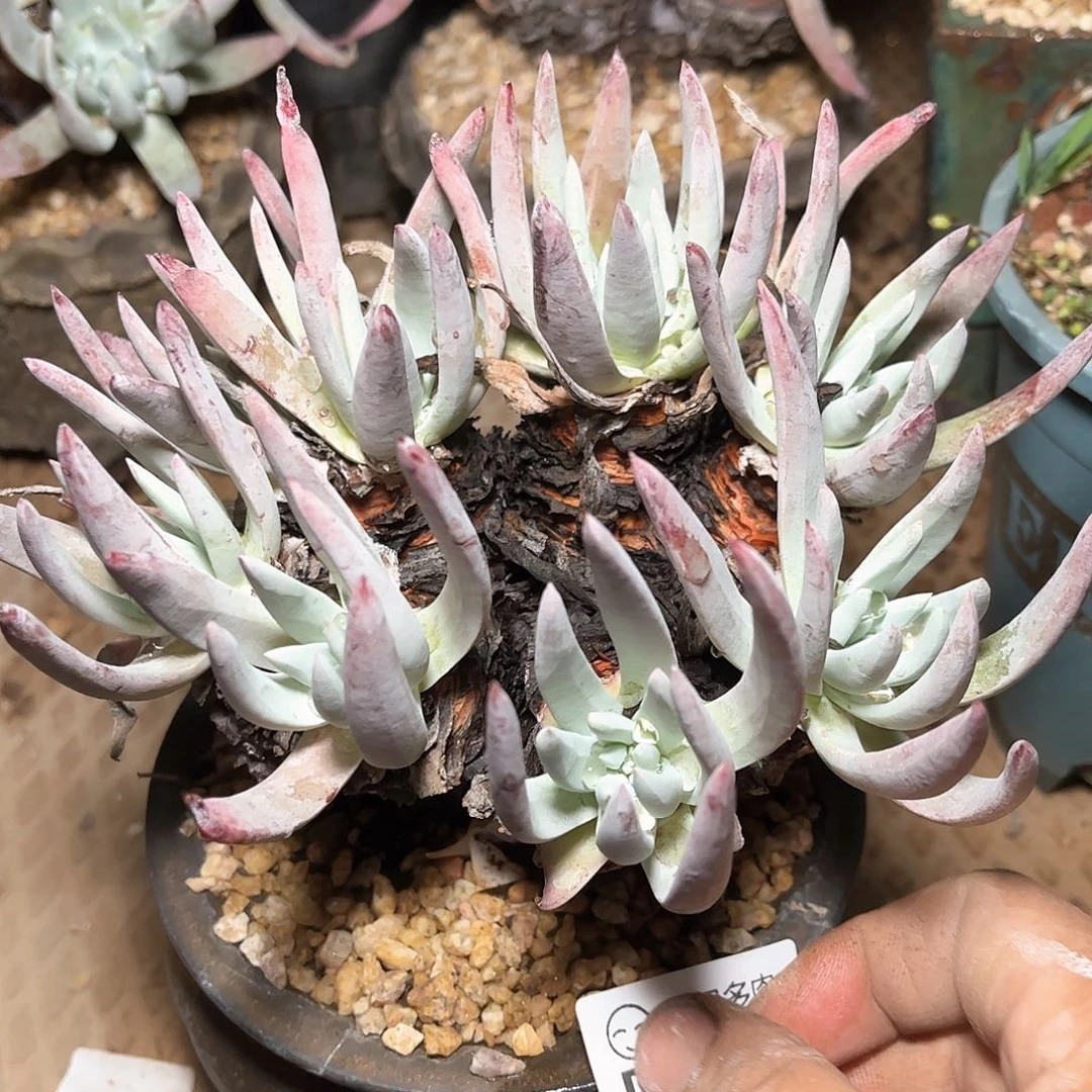 6607雪花仙女杯多肉