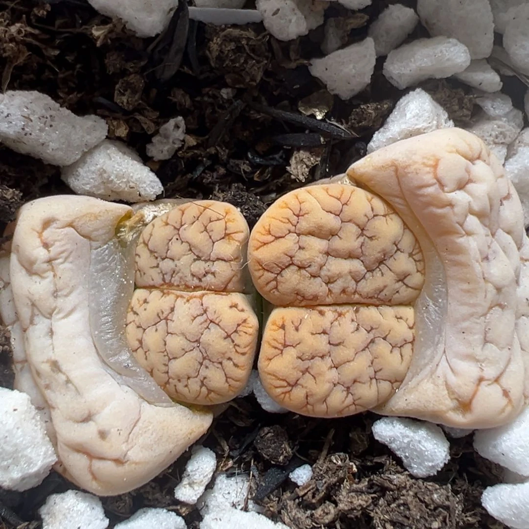 【闪购商品】1115……