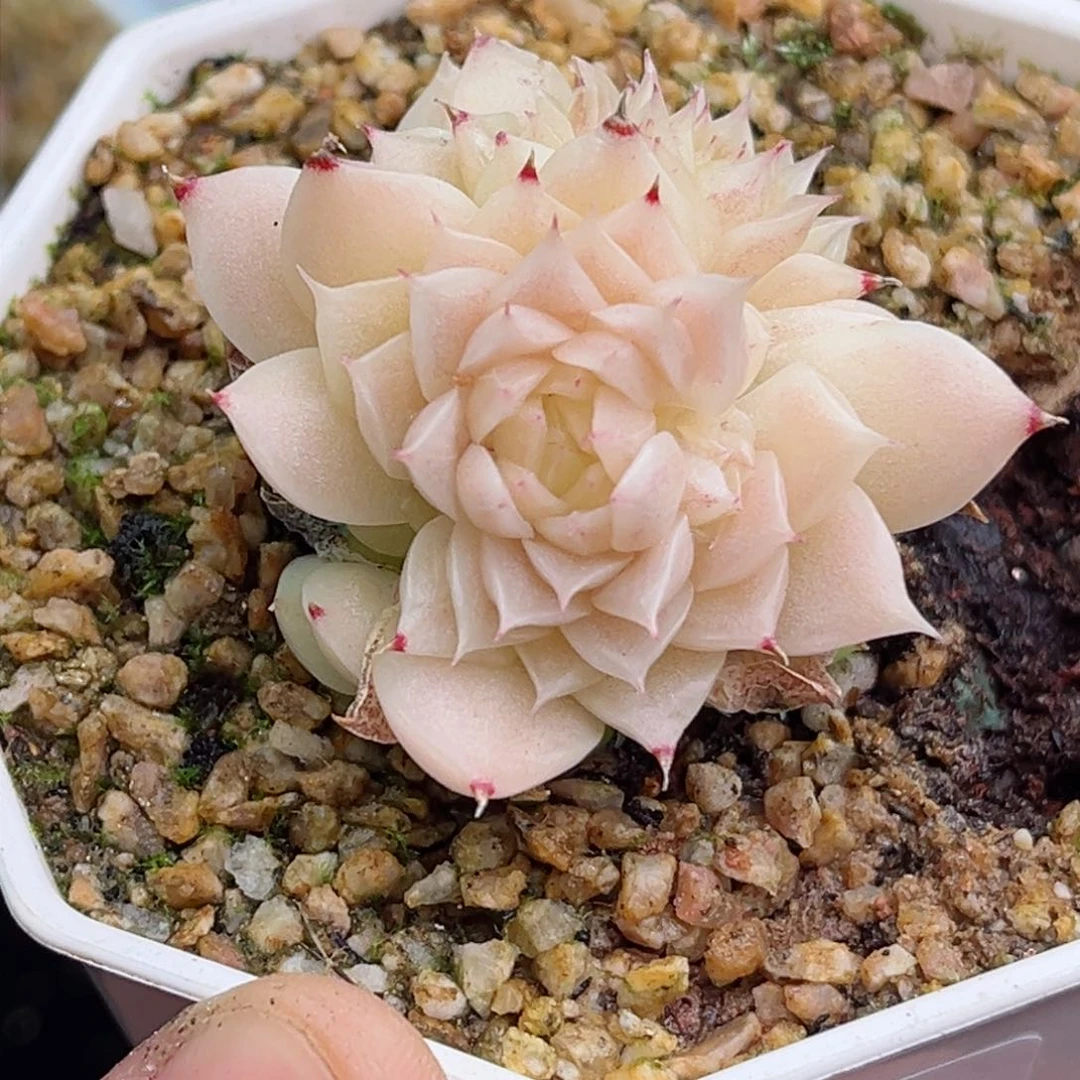 可**甜233 新疆西藏内蒙不发货