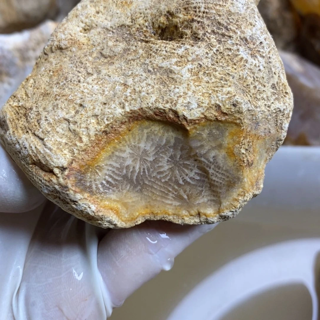 【闪购商品】硅化玉珊瑚玉未镶嵌